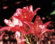 6-06-14 Roll30 Frm026 V-1 crop.jpg