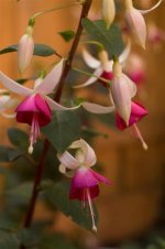 DSC_3077 (Medium).jpg