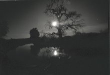 small tree.jpg