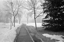 foggy walk.jpg