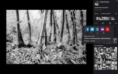 Flickr.jpg
