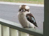 Kookaburra chick.jpg