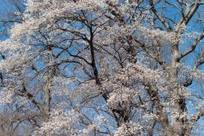 white-6.jpg