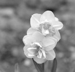 Flowers-8 (1).jpg