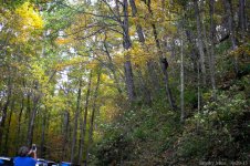 Bear Cub Smokies Oct 2015 rff.jpg