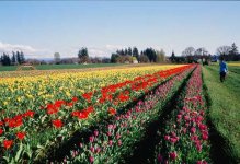 tullips_6b.jpg