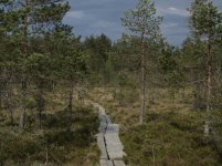 The Path.jpg