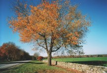 RFF Tree.jpg