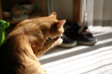 kittypaw.jpg