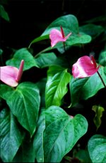 50-Sonnar-Conservatory 2.jpg