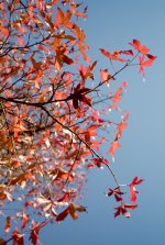 Autumn Leaves 03a.jpg