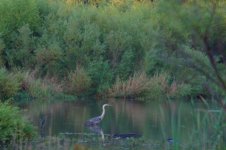blueheron1.jpg