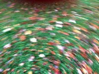 leaf blur2.jpg