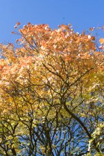 Autumn Leaves 01.jpg