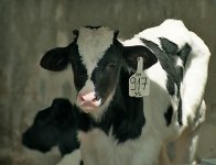 cow.jpg