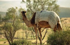 camel1.jpg