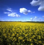 scotlandrapeoil.jpg
