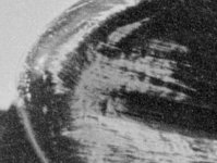 Detail_of_Ear.jpg
