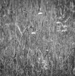 Spring Grasses I copy.jpg