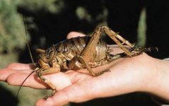 giant_weta.jpg