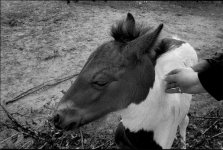 neopan400.jpg