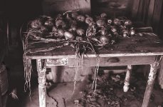 onion-table-2 (Large).jpg