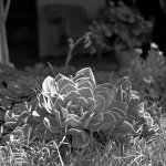 Hassy_BW07_010.jpg