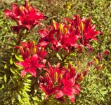 Red-Lillies-LUG.jpg