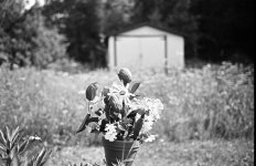 35mmAsph at F2.0.jpg