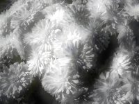 Moonlight_Flowers_by_NickTrop.jpg