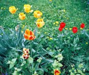 spring tulips.jpg