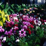 Untitled-1e.jpg