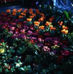 Untitled-12e.jpg