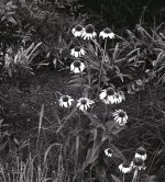 img017_coneflowers2 (543 x 600).jpg