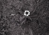 img019_coneflower3 (600 x 434).jpg