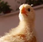 Chick close.jpg