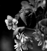 Hanging Flower.jpg
