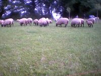 01sheep.jpg