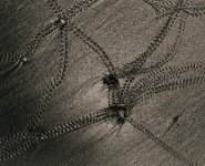 pelada-crab-mail.jpg