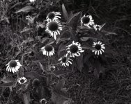 img018_coneflowers1 copy (600 x 479).jpg