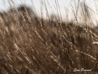 Grass (1 of 1).jpg