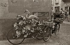 bicycles.jpg