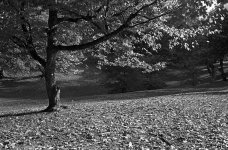 Highland Park 2007-11 TMY-2.jpg