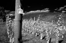 IRvineyard4x.jpg