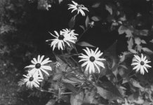 NikonF_PX_002s.jpg