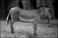 zebra01.jpg