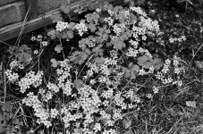 js_M6_070713_002_acros_PrEF_0008 u.jpg