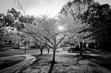 FINAL BW Walking among the Sakuras 2016 rff.jpg