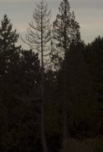 Ssum50-iso200-1-100s.jpg