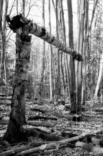 woods_broken.jpg